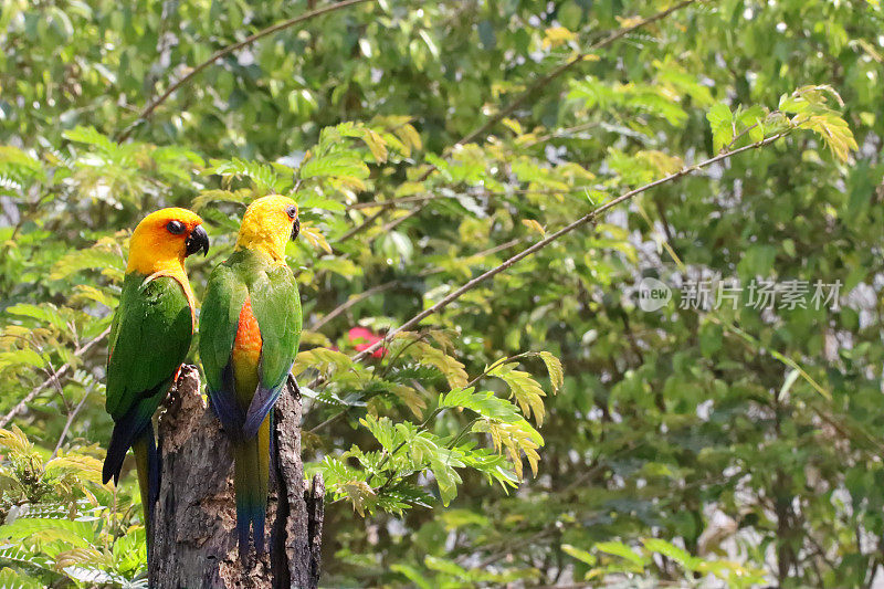 一对太阳conure (Aratinga solstitialis)的图像，鹦鹉栖息在树桩在阳光下，重点在前景